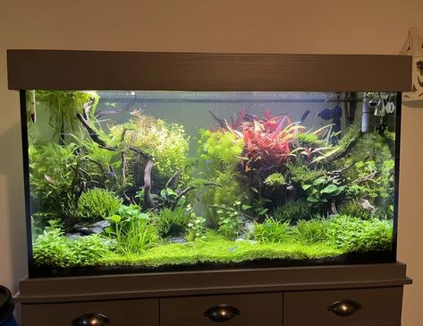 55 gallons planted tank (mostly live plants and fish) - First ever aquascape 10 weeks in! Aquarium Hood, 55 Gallon Aquarium, 55 Gallon Tank, Community Tanks, Planted Tank, Aquarium Setup, African Cichlids, 55 Gallon, Small Tank