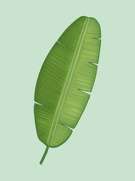 Banana Leaf Illustration, Lime Cocktails, Banana Illustration, Lime Margarita Recipe, Tropical Leaves Illustration, Jungle Background, Banana Leaf Art, Banana Leaf Pattern, Leaf Curtains