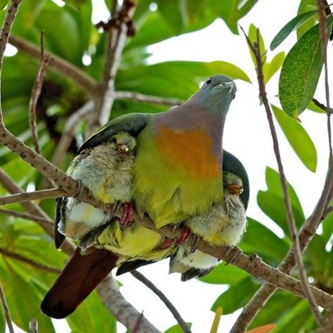 Bird with two chicks under its wings. Reminds me of my mom with my brother and me. Ahal Teke, Mother Bird, Plexus Slim, Mama Bird, Haiwan Peliharaan, Pretty Birds, Funny Animal Pictures, Animal Photo, Mothers Love