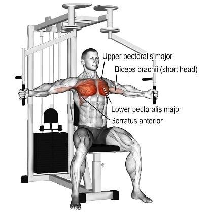 Machine Chest Fly Muscles Worked Chest Fly Machine, Chest Fly, Chest Machine, Chest Workout, Workout Routines, Workout Routine, Muscles, Need To Know, Target