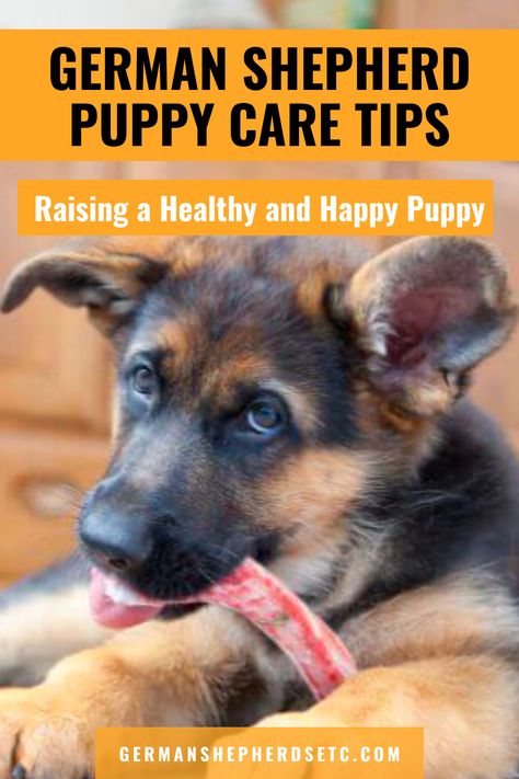 German Shepherd Puppy Care German Shepherd Care, Black German Shepherd Puppies, German Shepherd Breeds, German Shepherd Puppy, Black German Shepherd, Dog Nutrition, Gsd Puppies, Shepherd Puppy, Healthy And Happy