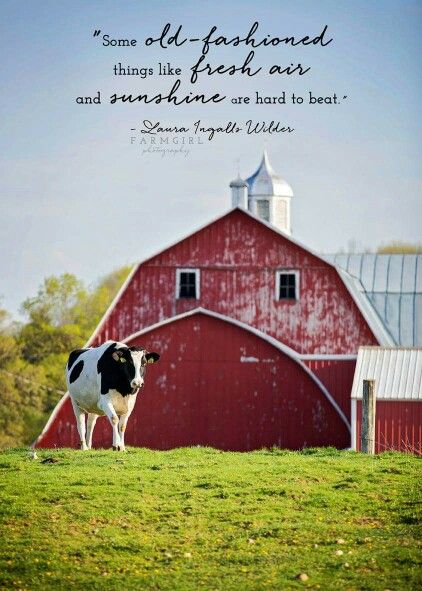 Cows Cow Quotes Country Living, Cows Quotes, Farm Life Quotes, Cow Quotes, Farm Quotes, Heartland Quotes, Cow Stuff, Beef Cow, Dairy Cattle