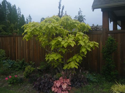 001 Acer Negundo Tree, Acer Shirasawanum Aureum, Acer Palmatum Taylor, Acer Palmatum Atropurpureum, Acer Palmatum Trompenburg, Small Trees For Garden, Small Trees, Shade Garden, Shades