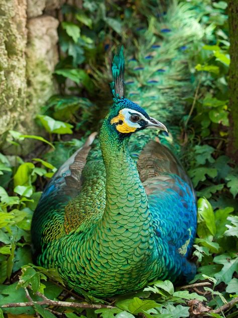 Green Peafowl, Peacock Flying, Zoo Miami, Peacock Pictures, Peacock Painting, Peacock Art, Exotic Birds, Colorful Birds, Bird Photography