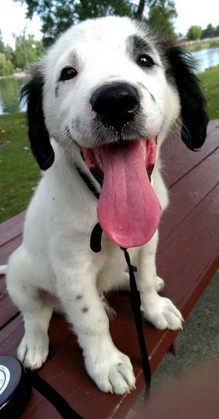 OMG! Too cute pup! Black And White Beagle, White Beagle, Easiest Dogs To Train, Beagle Puppy, Happy Puppy, Beagle Dog, Dog Behavior, Funny Animal Pictures, Training Your Dog