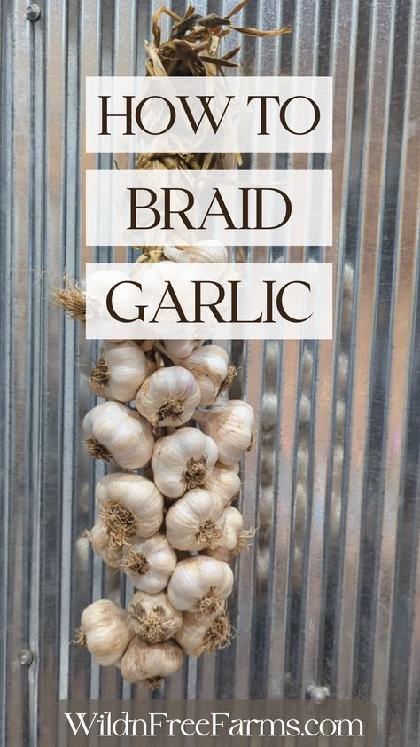 braid softneck garlic How To Make A Garlic Braid, Braiding Garlic For Storage, Braid Garlic, Braiding Garlic, Preserving Garlic, Herbs For Chickens, Harvesting Garlic, How To Store Garlic, Herbs List