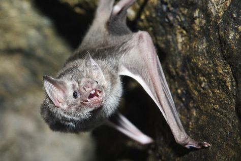 They get a bad rap as rabies-infested pests, but bats are some of the most fascinating and ecologically indispensable animals on Earth. All About Bats, Bat Facts, Vampire Bats, Sleeping Animals, Vampire Bat, Sharp Teeth, Creatures Of The Night, True Blood, Weird Animals