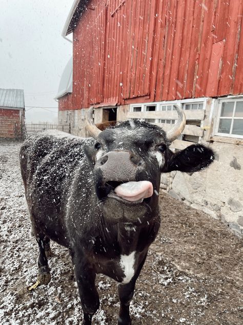 Winter Cow Wallpaper, Western Winter Wallpaper, Winter On The Farm, Winter Farm Aesthetic, Christmas Cow Wallpaper, Cows In Snow, Cow Pfp, Cow Background, Cow Aesthetic