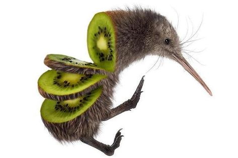 Kiwi Bird, Kiwi Fruit, Kiwi, Fruit