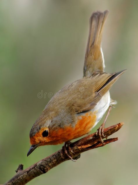 Robin bird. Robin, beautyful bird with reddish-orange face and breast, getting r , #Ad, #beautyful, #reddish, #Robin, #bird, #breast #ad Robin Drawing, Opm Manga, Bird Identification, Let's Make Art, Robin Bird, Bird Pictures, Arte Animal, Bird Drawings, Bird Photo