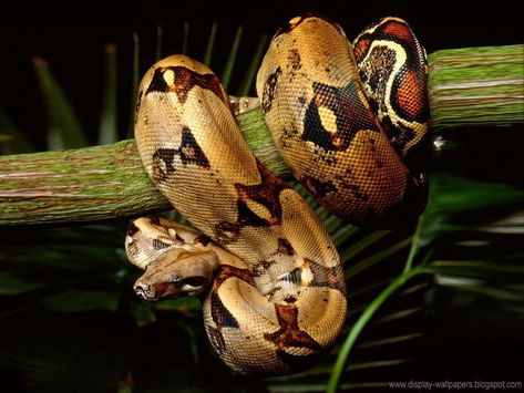 Boa Constrictor 4k Wallpaper Download For Pc Boa Constrictor Tattoo, Red Tail Boa, Snake Images, 4k Wallpaper Download, Cool Snakes, Snake Wallpaper, Boa Constrictor, Cute Snake, Python Snake