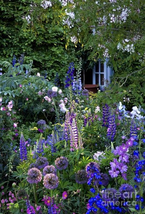 - The Garden Of Love - English Style Garden Backyards, Romantic English Garden, English Garden Ideas Landscaping, English Cottage Flowers, English Front Garden, Gardens With Hydrangeas, English Cottage Garden Front Yard, English Tea Garden, English Garden Landscaping