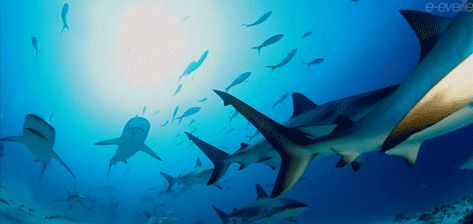 And you’re more likely to die from a coconut dropping on your head than from a shark attack. | 32 Things You Learn When You Move To Australia Animated Shark, Shark Gif, Swimming Gif, Zebra Shark, Shark Tale, Salt Water Fishing, Shark Swimming, Shark Fishing, Orca Whales