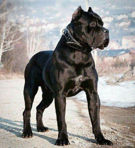 From ' Cane Corso Lovers ' Black Cane Corso, Beauceron Dog, Chien Cane Corso, Anjing Bulldog, Cane Corso Italian Mastiff, Pet Anime, Dog Training Books, Cane Corso Puppies, Cane Corso Dog