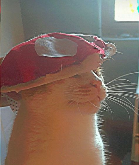 Make Your Day Better, Mushroom Hat, A Cat, Make Your Day, Make Your, Red