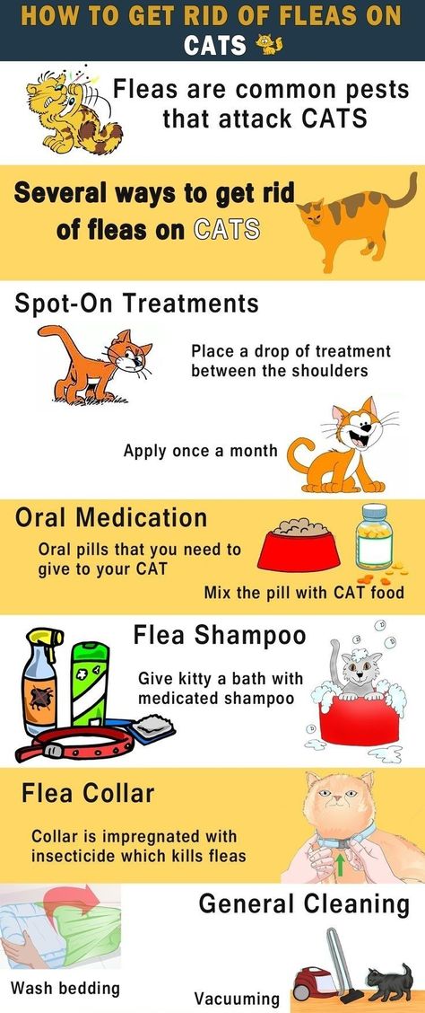 Homemade Flea Killer, Fleas On Kittens, Fleas On Cats, Flea Spray For Cats, Cat Images Hd, Pet Care Printables, Kitty Care, Pet Planner, Get Rid Of Fleas