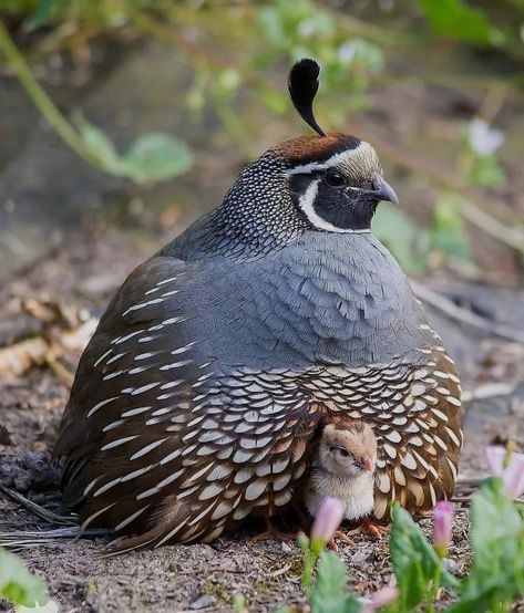 California Quail, Whimsical Wall Art, Bird Pictures, Colorful Birds, Cute Cats And Dogs, Animal Photo, Love Birds, Bird Art, Beautiful Birds