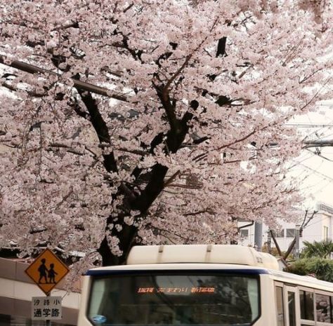 Cherry Blossom Season, Sakura Tree, Japan Aesthetic, Japanese Aesthetic, Spring Day, New Wall, Anime Kawaii, Baby Soft, Aesthetic Photo