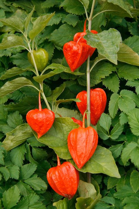 Chinese lantern plants can brighten up your garden with their flashy orange seed covers. This article will provide you with some tips about growing this plant. Japanese Lantern Plant, Chinese Lantern Flower, Physalis Alkekengi, Chinese Lantern Plant, Lantern Plant, Lantern Flowers, Japanese Garden Plants, Chinese Lanterns Plant, Chinese Plants