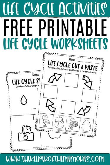 These life cycle worksheets are perfect for learning about life cycles with kids while exploring the natural world and practicing putting events in order. #lifecycle #sequencing #matching #finemotor #preschool #kindergarten Life Cycle Lessons Preschool, Life Cycles Activities For Preschoolers, Life Cycles For Preschool, Life Cycle Of A Plant Preschool Free Printables, Duck Life Cycle Free Printable, Animal Life Cycles Preschool, Life Cycle Of Tree Preschool, Chick Life Cycle Preschool, Life Cycle Of A Bird Free Printables