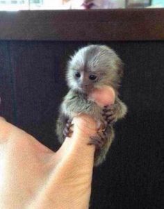 Finger Monkey, Small Monkey, Baby Animals Pictures, Animal Illustrations, Cutest Animals, Animal Photos, Baby Monkey, Cute Animal Photos, Amazing Animals