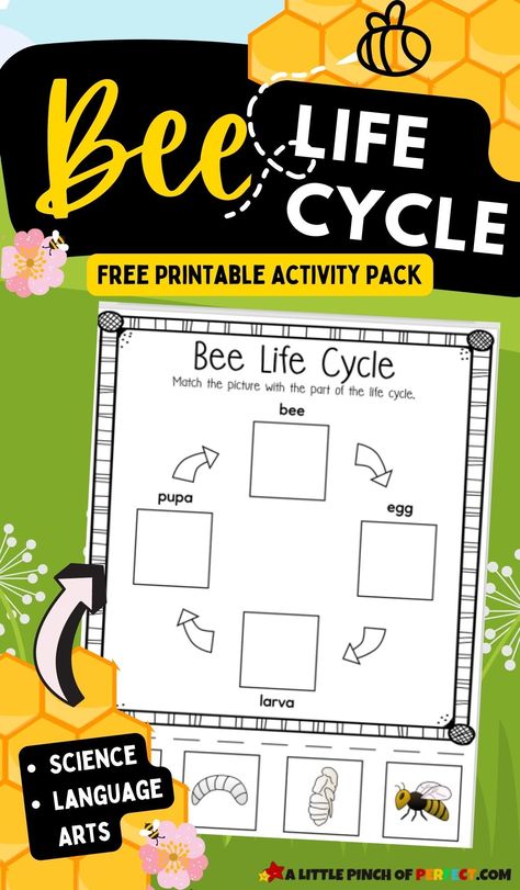 Bee Life Cycle Activity Pack: FREE printable worksheets for home or school #preschool #kindergarten #kidsactivity Life Cycle Of Bee Preschool, Bees For Kindergarten, Bee Unit Preschool, Life Cycle Of A Bee Free Printable, Bee Worksheets Free Printable, Bee Activities For Kindergarten, Insect Life Cycle Activities, Bee Life Cycle Craft, Bee Activities For Preschool