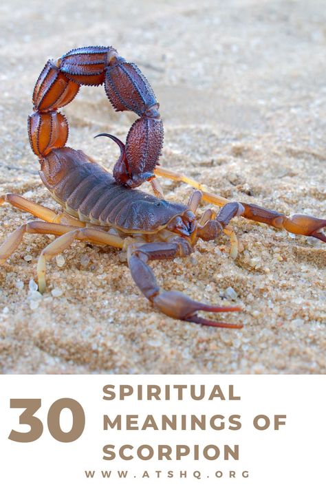 Scorpion Spiritual Meaning, Scorpion Meaning, Scorpion Symbolism, Scorpio Meaning, Scorpion Quotes, Scorpion Horoscope, Scorpio Symbol, Scorpion Tattoo, Zodiac Signs Scorpio