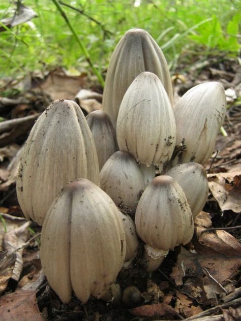 Coprinopsis atramentaria. Turns to melting black goo as ages. Edible but having alcohol in your system up to 3 days prior can cause vomiting, facial tingling and redness. Alien Plants, Lichen Moss, Mushroom Pictures, Slime Mould, Plant Fungus, Fired Earth, Mushroom Fungi, Wild Mushrooms, Seed Pods