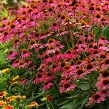 Pow Wow Wild Berry Coneflower | Purple  Echinacea - Summer Flowering Pollinator    https://www.greenwoodnursery.com/categories/all-perennial-plants-for-sale/pow-wow-wild-berry-coneflower-echinacea Echinacea Plant, Echinacea Benefits, Berry Garden, Magenta Flowers, Echinacea Purpurea, Culinary Herbs, Wild Berry, Flowers Perennials, Perennial Plants