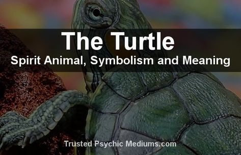 The Turtle Spirit Animal Turtle Meaning, Elephant Spirit Animal, Turtle Spirit Animal, Turtle Symbolism, Turtle Names, Sea Turtle Pictures, Spirit Animal Meaning, Land Turtles, Animal Meanings