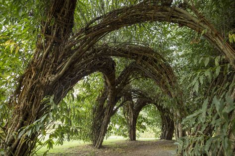 The Willow Dome offers visitors a peaceful green sanctuary, in addition to functioning as a classroom, wedding venue, and conference space. Elvish Architecture, Willow Dome, Willow Structures, Peaceful Green, Living Willow, Dream House Aesthetic, Farm Plans, Natural Structures, Edible Landscaping