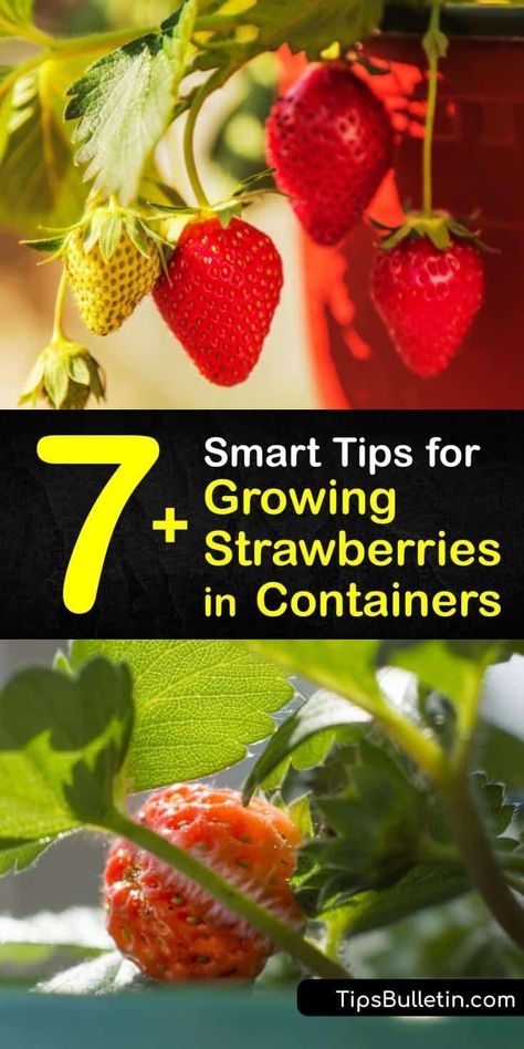 Strawberry Container Garden, Strawberries In Pots, Strawberry Container, Strawberry Planting, Strawberry Harvest, Growing Strawberries In Containers, How To Grow Strawberries, Growing In Containers, Atrium Garden