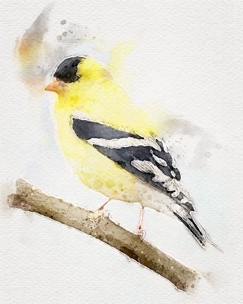 "This adorably delightful goldfinch bird print is instantly available via digital download for use as wall art, birder gifts, and more.  This high resolution (300 dpi) JPG can be printed at any size as large as 62x40\" with excellent quality! (Most clients print at 8x10 or 16x20 size) The ratio is 4:5 and will fit any 4:5 ratio frame perfectly (8x10, 16x20, 32x40, etc)! Printing in other ratios you may need to crop the edges to fit.  This is an original piece created by me :) WHAT IS INCLUDED A Goldfinch Painting, Goldfinch Bird, Yellow Finch, Gold Finch, Finches Bird, Bird On A Branch, Watercolor Paper Texture, Bird Sketch, Vibrant Watercolor