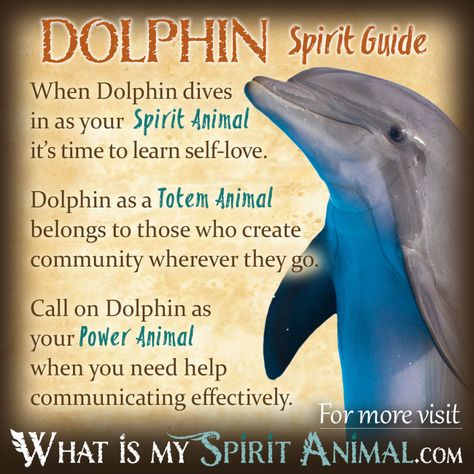 Dolphin Spirit Totem Power Animal Symbolism Meaning 1200x1200 Animal Totem Spirit Guides, Spirit Animal Quiz, Symbolism Meaning, Spirit Animal Meaning, Native American Totem, Animal Meanings, Animal Quiz, Spirit Animal Totem, Animal Spirit Guide