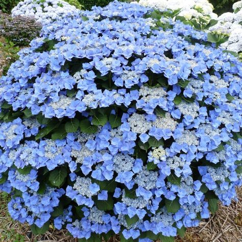 Plants: Lacecap Hydrangeas Lacecap Hydrangea, Lace Cap Hydrangea, Hydrangea Landscaping, Red Hydrangea, Shade Shrubs, Deer Resistant Plants, Growing Hydrangeas, Red Plants, Hydrangea Paniculata