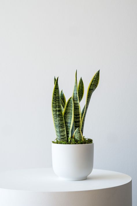 If you don't have a Snake Plant in your life, are you even doing it right? Snake Plants are stunning to look at, the *easiest* to care for, and incredible air-purifiers to boot. Pot Photography, Snake Plant Care, Natural Air Purifier, Sansevieria Trifasciata, Snake Plants, Chinese Money Plant, Plant Delivery, Planter Design, Easy Plants