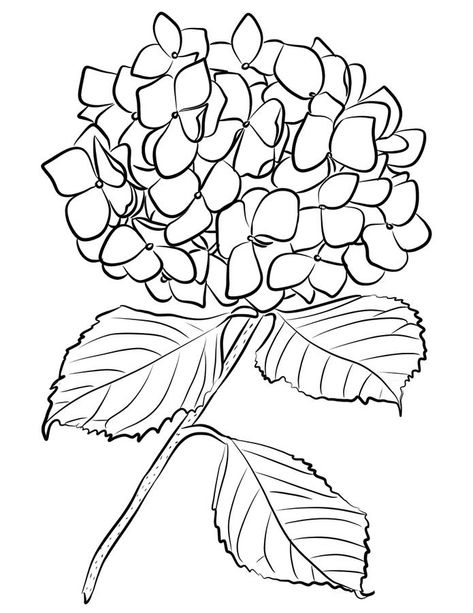 Hydrangea Printable Coloring Pages Embroidery Quotes, Printable Flowers, Hydrangea Colors, Flower Drawing Tutorials, Hydrangea Not Blooming, Coloring Page Ideas, Flowers Embroidery, Easy Coloring Pages, Flower Printable