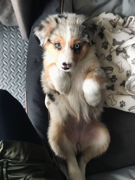 Golden Aussie Puppy, Mini Aussie Puppy, Mini Aussies, Australian Shepherd Puppy, Cute Dogs Images, Very Cute Puppies, Aussie Puppies, Australian Shepherd Puppies, Cutest Dog Ever