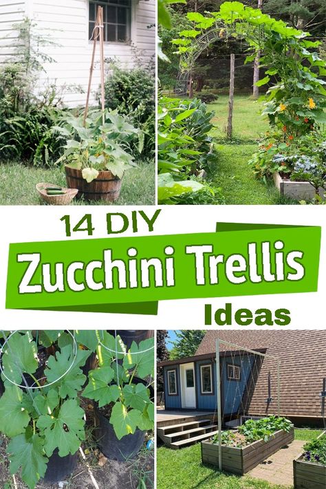 Trailing veggies need good support to do well. Here are some easy to make Zucchini Trellis Ideas that will help you to grow them easily! Zucchini Garden Ideas, Garden Tomato Trellis Ideas, Diy Raised Garden Bed Trellis, Veggie Trellis Ideas, Planting Zucchini Vertically, Zucchini Arch Trellis, Zucchini Garden Trellis, Climbing Garden Vegetables, Zucchini On Trellis