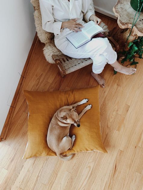 Dog Bed Photography, Dogs Photoshoot, Texas Chicken, Energy Shift, Pet Friendly Flooring, Dog Lifestyle, Pet Branding, Dog Box, Pet Hotel