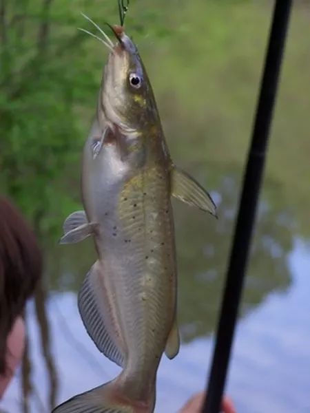 How to Make Your Own Power Bait for Trout Fishing How To Catch Catfish, Catfish Bait, Farm Pond, Fish Bait, Catfish Fishing, Trout Bait, Tackle Shop, Homemade Dough, Bait And Tackle