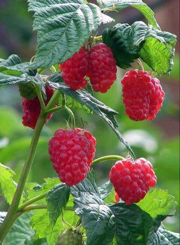 #Lamponi #Raspberries Raspberries Photography, Rubus Idaeus, Raspberry Bush, Planting Tools, Raspberry Fruit, Raspberry Seeds, Fruits Images, Fruit Photography, Fruit Seeds