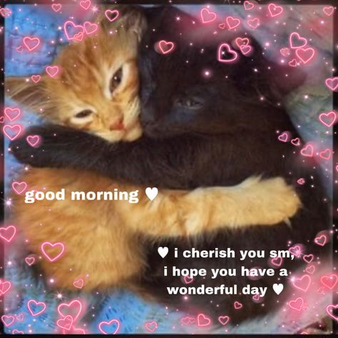 Let Me Love You Meme Funny, Good Morning Pookie, Me When You Reaction Pic, Goodnight For Boyfriend, Good Morning Wholesome, Get Well Soon Cat, Cuddle Quotes, Disney Love Stories, Good Morning Romantic