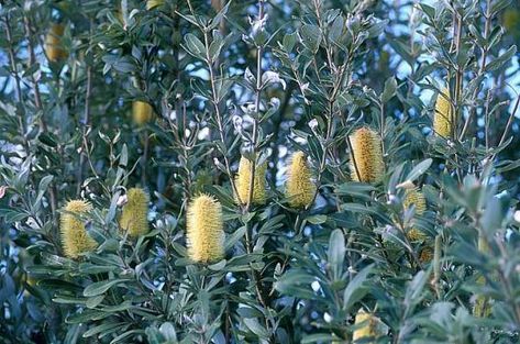 Banksia integrifolia - indigenous Coastal Banksia, Banksia Integrifolia, Tree With Yellow Flowers, Feature Tree, Plant Palette, Shade Landscaping, Court Yard, Australian Native Garden, Australian Wildflowers