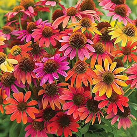 Love echinacea? Go beyond the classic purple coneflower you know and adore and take a look at 17 of our favorite colorful series and cultivars that you can grow. Flower arrangers and beneficial insects alike will adore these perennial blooms. Read more now on Gardener's Path. #coneflower #echinacea #gardenerspath Cheyenne Spirit Coneflower, Coneflower Colors, Fall Flower Gardens, Backyard Lights, Purple Coneflower, Cone Flowers, Gardening Flowers, Farm Market, Cut Flower Garden