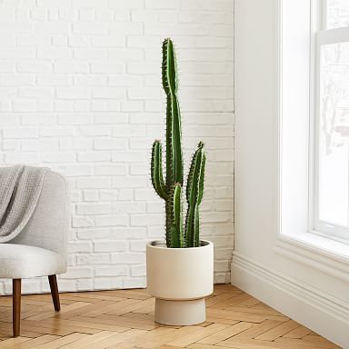 Indoor Cactus Plants, Fake Cactus, Pedestal Planter, Yard Plants, Cactus Terrarium, Aesthetic Place, Potted Cactus, Cactus Plant Pots, Faux Cactus