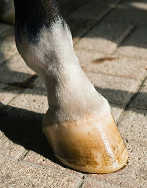 Horse Hooves Aesthetic, Horse Hooves, Kathiyawadi Horse, Animal Paws, Horse Riding Aesthetic, Horse Hoof, Marwari Horses, Horse And Human, Horse Anatomy