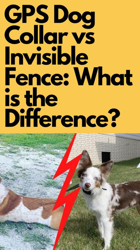 Invisible Fence For Dogs, Electric Fence For Dogs, Dog Proof Fence Jumping, Dog Digging Under Fence Prevent, How To Keep A Dog From Digging Under A Fence, Electric Dog Fence, Gps Dog Collar, Invisible Fence, Gps Tracking System