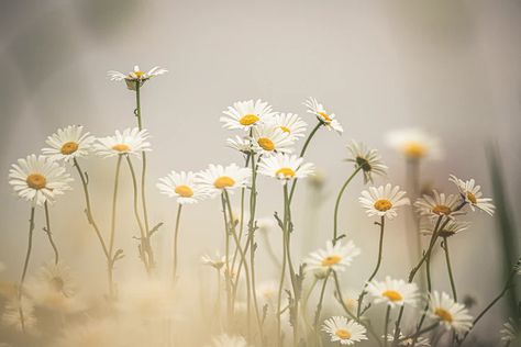 macro photography of white and yellow daisy flowers photo – Free Blossom Image on Unsplash Pc Walpaper, Flower Desktop Wallpaper, Daisy Image, Laptop Wallpaper Desktop Wallpapers, Daisy Wallpaper, Computer Wallpaper Desktop Wallpapers, Laptop Backgrounds, Turkish Language, Spring Wedding Flowers