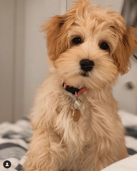 Havanese Poodle, Havanese Haircuts, Poodle Mix Breeds, Poodle Mix Puppies, Havanese Grooming, Havanese Puppies For Sale, Designer Dogs Breeds, Poodle Mix Dogs, Dog Haircuts